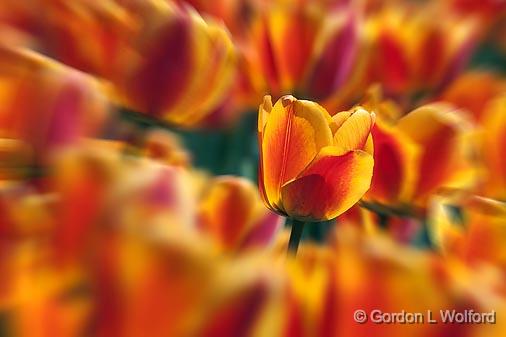 Red & Yellow Tulips_25156.jpg - Photographed at the 2011 Canadian Tulip Festival in Ottawa, Ontario, Canada.